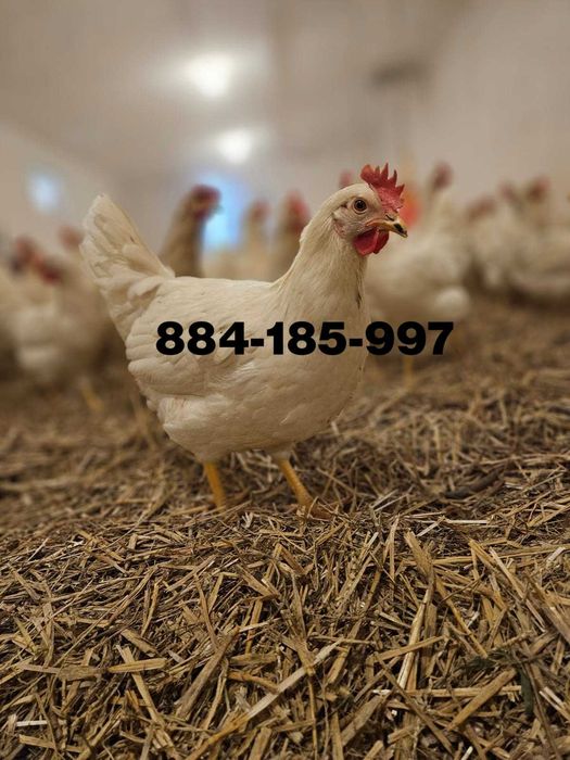 Młode nioski odchowane Tintet Sendi Leghorn z jajkiem