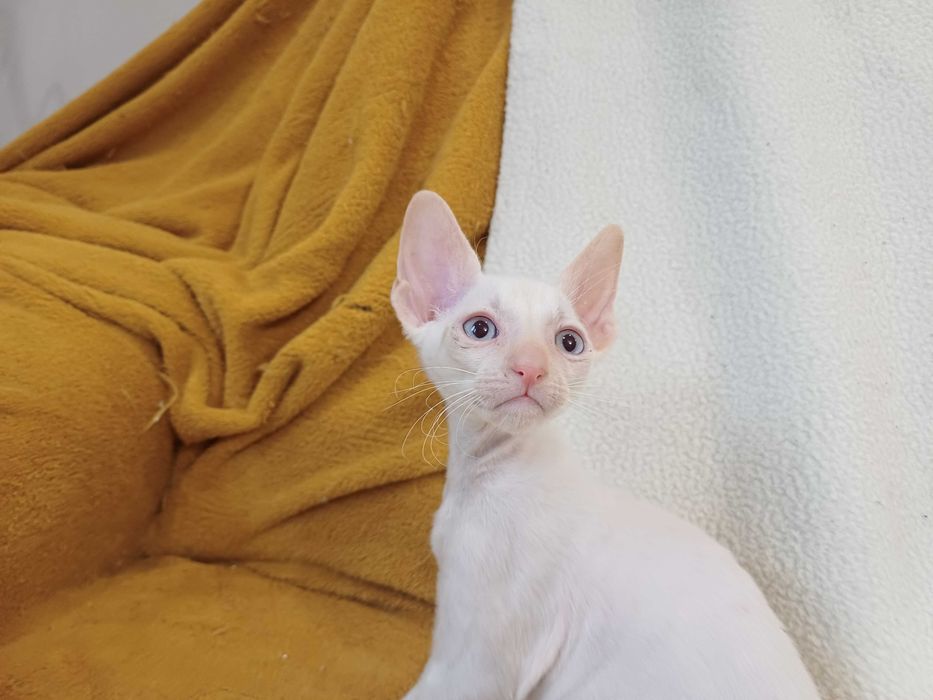 CORNISH REX - Dostępny kocurek o imieniu ZEUS Hodowla: MatiMalwa*PL