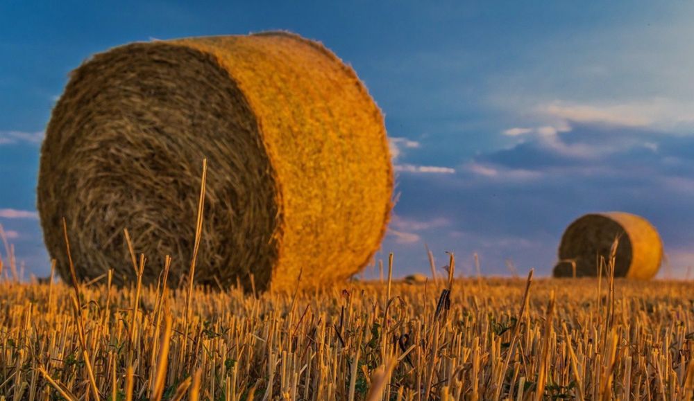 Продам пшеничну солому круглі тюки