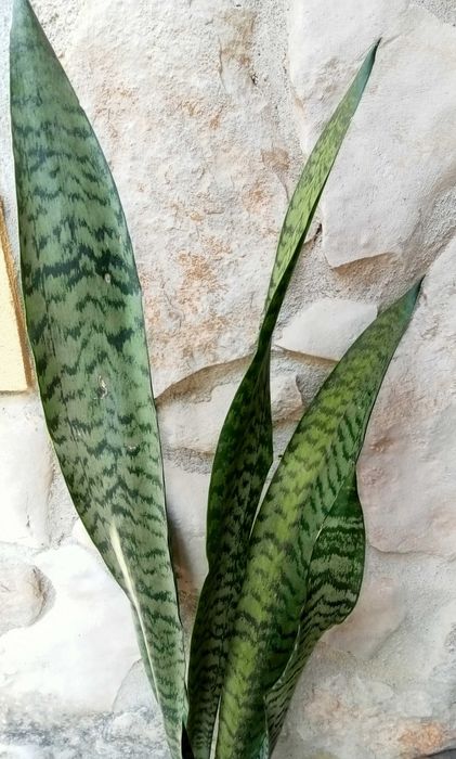 Espadas-de-São-Jorge