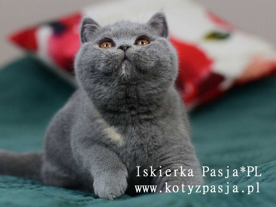 Kot brytyjski, kotka szylkret niebieski Iskierka Pasja*PL FPL/FIFE
