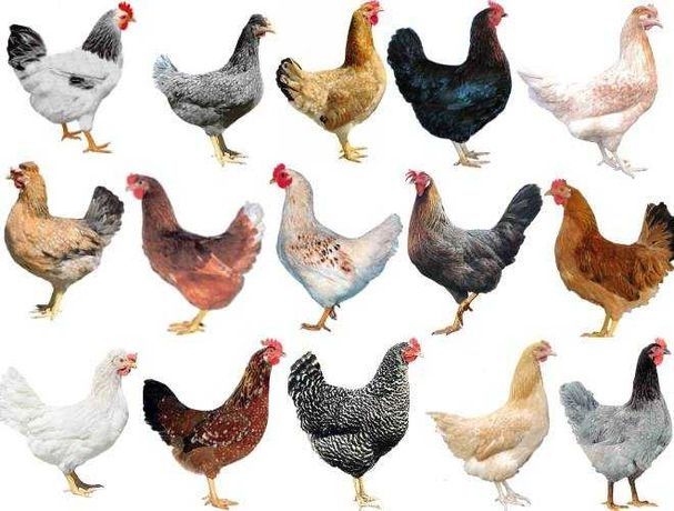 Інкубаційне яйце