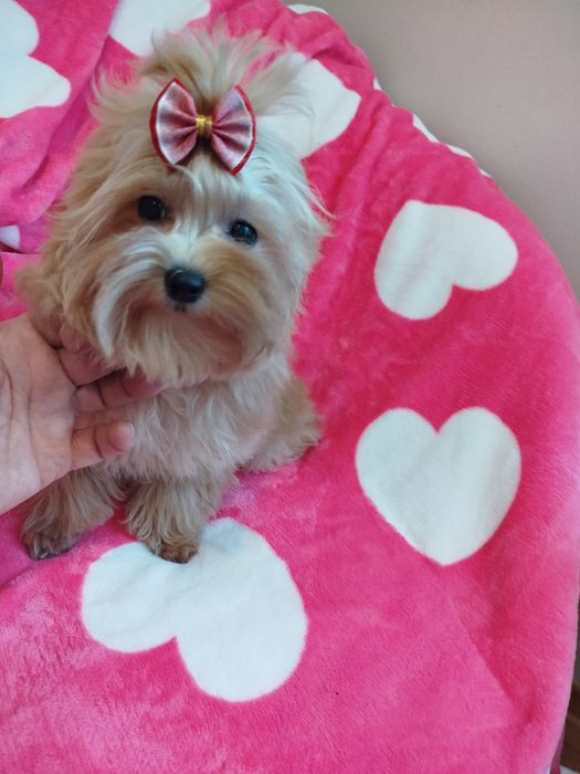 Maltipoo śliczna sunia