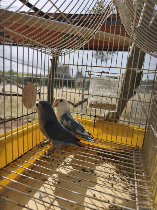 Últimos agapornis, rosicolis e fisher.