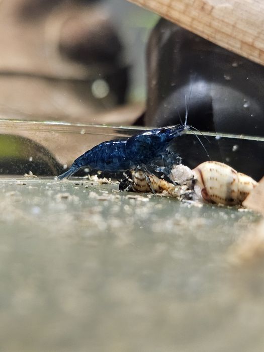 Neocaridina Blue dream