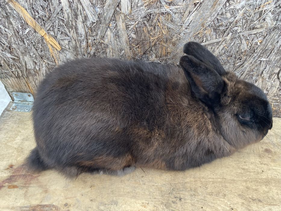 Sprzedam dwa samce rasy kuna wielka