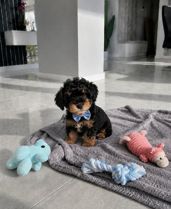 Unikatowy Czarny Chłopczyk Maltipoo