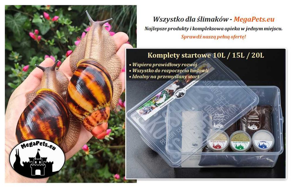 Sepia 100% Naturalna - Kość Mątwy Wapń Ślimaki Lissachatina Achatina