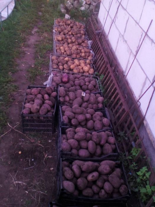 Семенной картофель . Княгиня. Маргарита. .