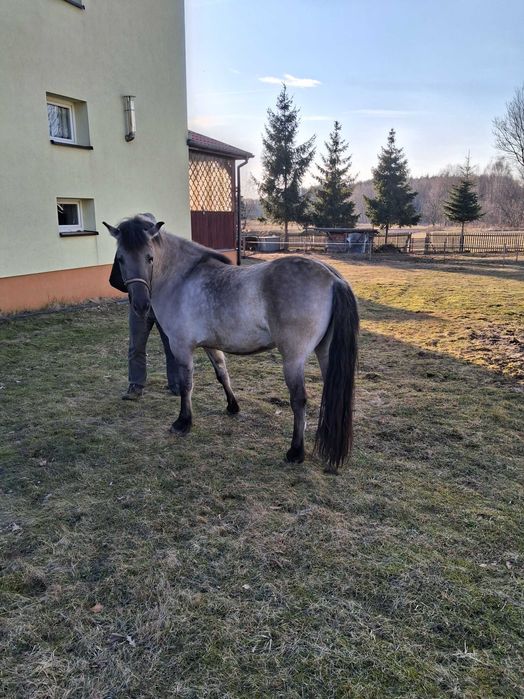 Konik Polski klacz - sprzedam