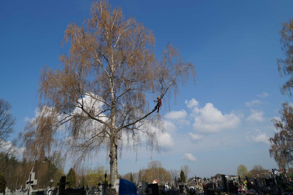 Wycinka, pielęgnacja drzew, usuwanie gałęzi