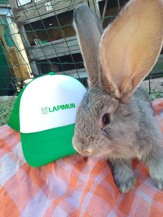 ...я Бельгійський Велетень місячний.