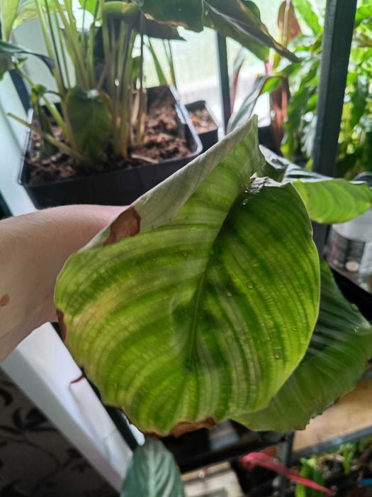 calathea orbifolia