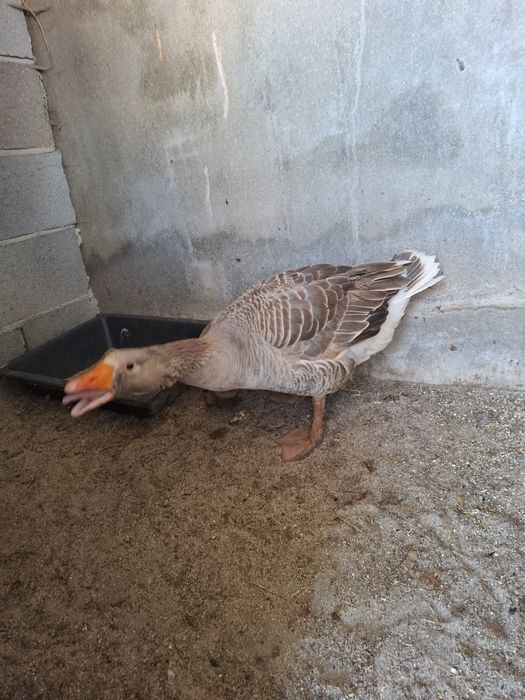 pata gansa disponível