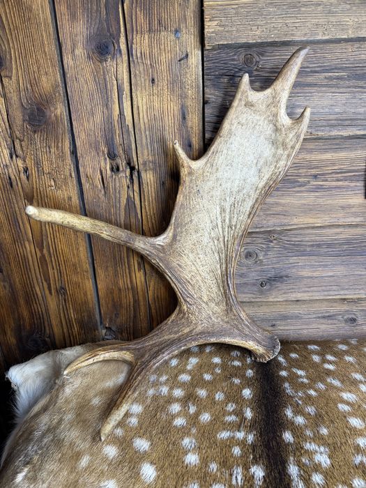 Zrzut łosia poroże zrzuty jeleń łoś łopata badylarz nr 15