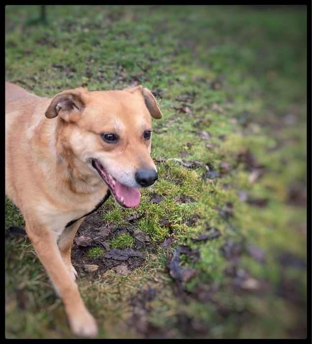 Max - pies w typie Labradora