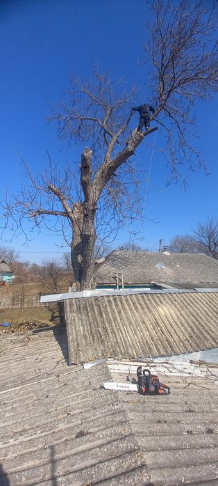 Вирізка та зрізання дерев різної складності
