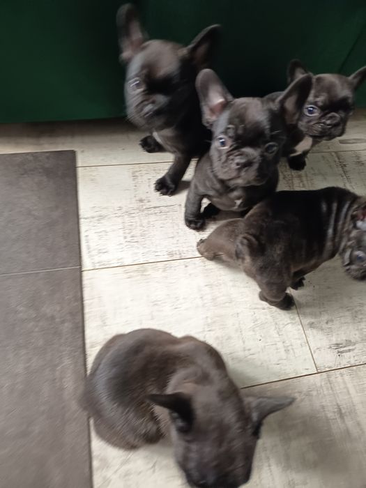 Buldog francuski - gotowy do odbioru pies