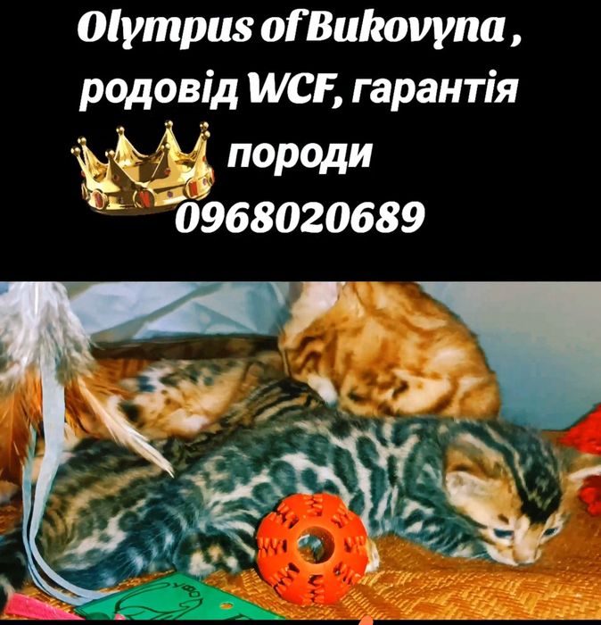 Елітні бенгальські леопардики
