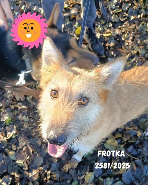 Piękna Frotka do adopcji

Przemiła Sunia, BARDZO potrzebująca Człowiek