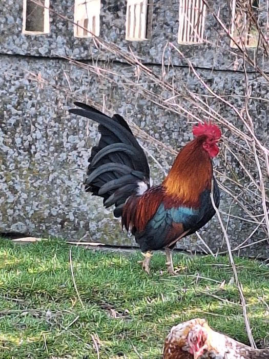 Karzełek Polski liliputy jaja kury kurczaki