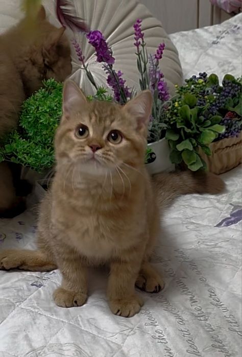 Хлопчик золота шиншила.
