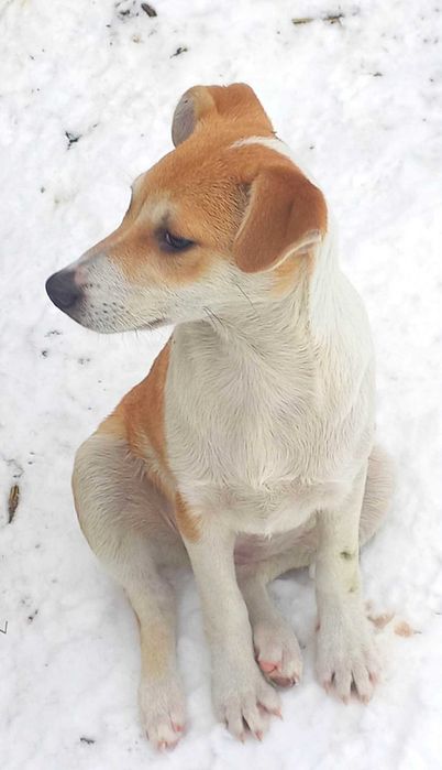 Do adopcji dwie rude, urodziwe suczki