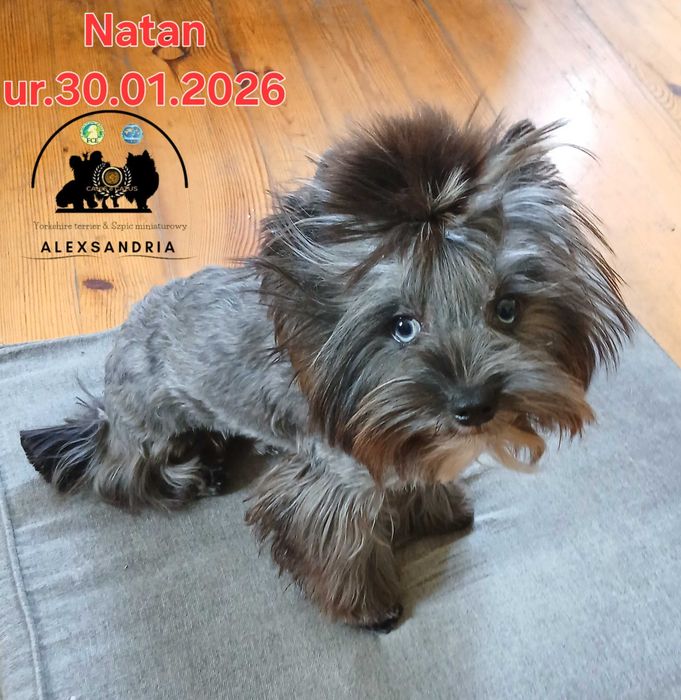 Yorkshire terrier Chłopczyk Natan