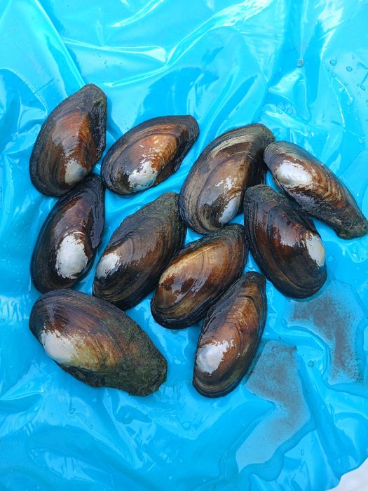 Małża szczeżuja, karp, Lin, amur