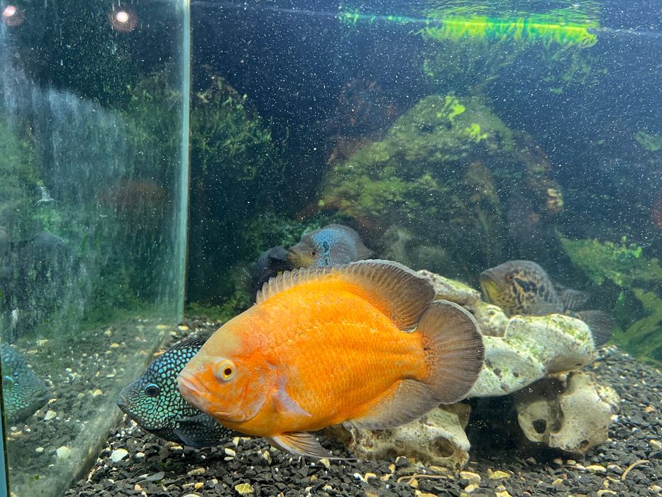 Віддам акваріумних рибок