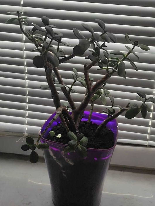 ‼️Продам: Сансевієрія та Грошове дерево!
(з горщиками)