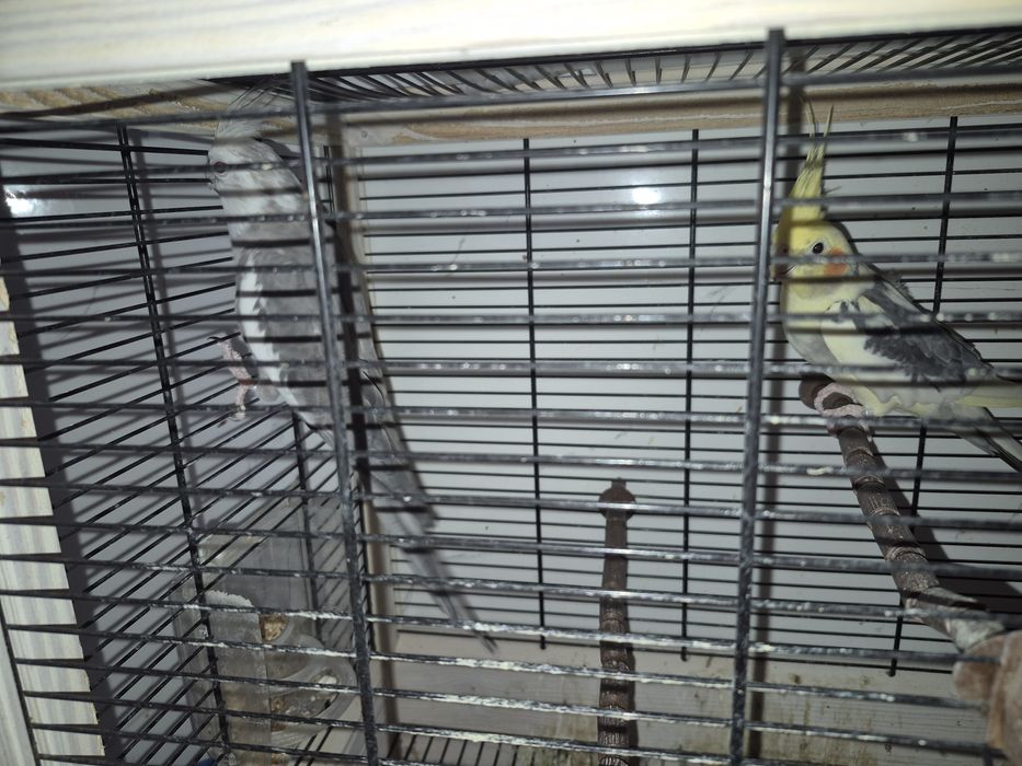 Caturras e gaiola