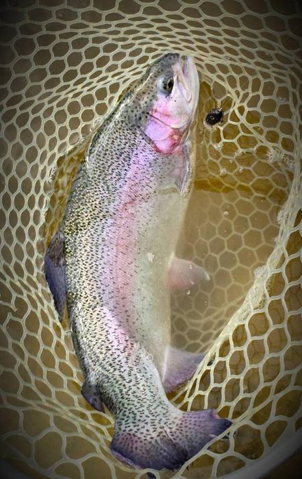 Форель від 1 грама і до 4 кілограмів