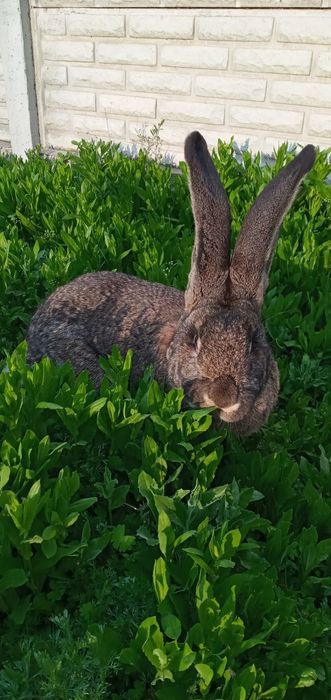 Продам кроликов разных пород