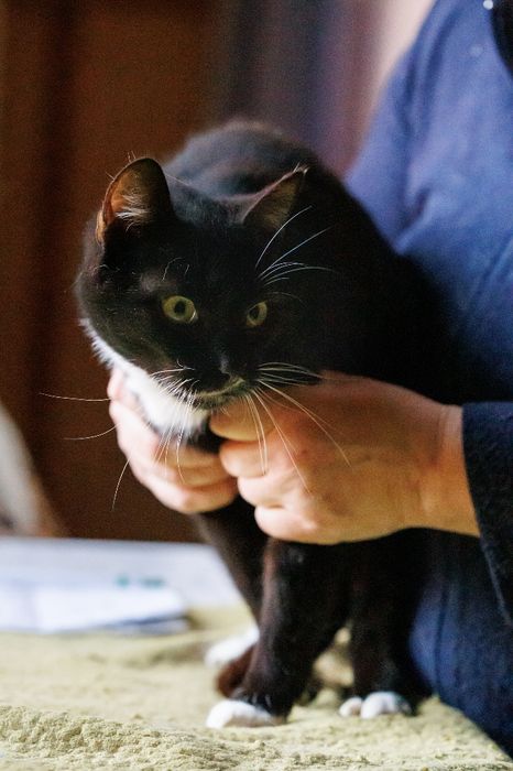 Kajtek - czarno-biały kocur czeka na adopcję