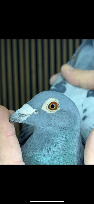 Philippe Frederick org samiec 2022 rok