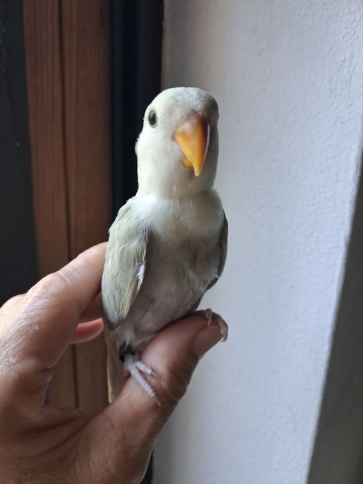Agapornis deste ano nascidos em junho muito meigos.