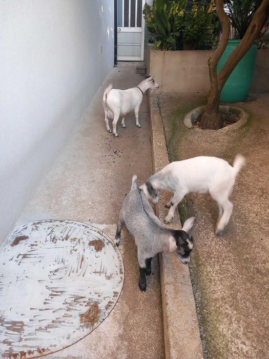 Cabritinhos anões