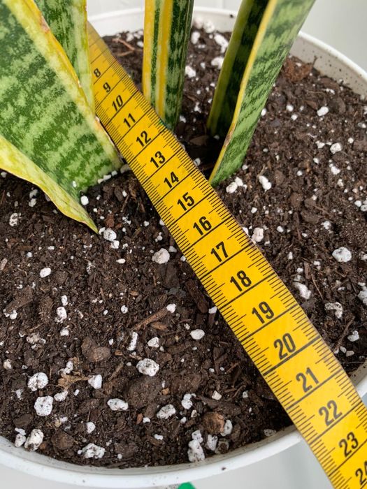 Espada-de-São-Jorge, purifica o ar.