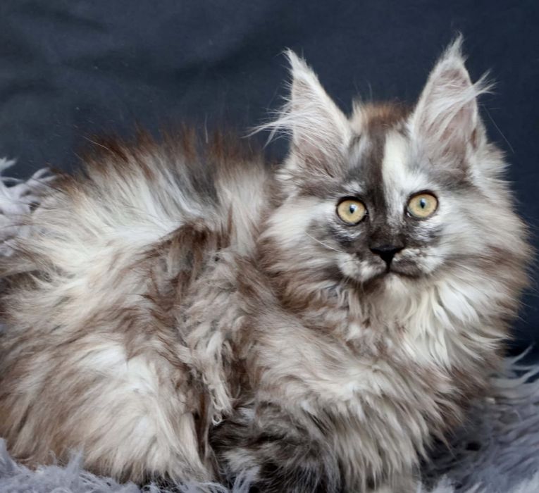 Main Coon -kotka do hodowli FPL-Dunka