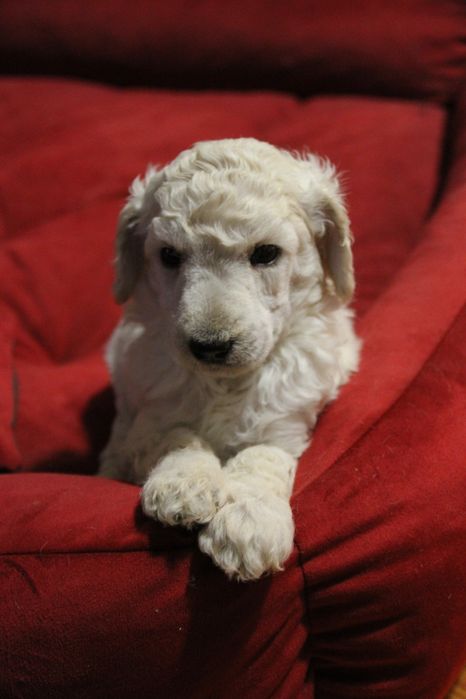 Pudel królewski biały samiec FCI ZKWP