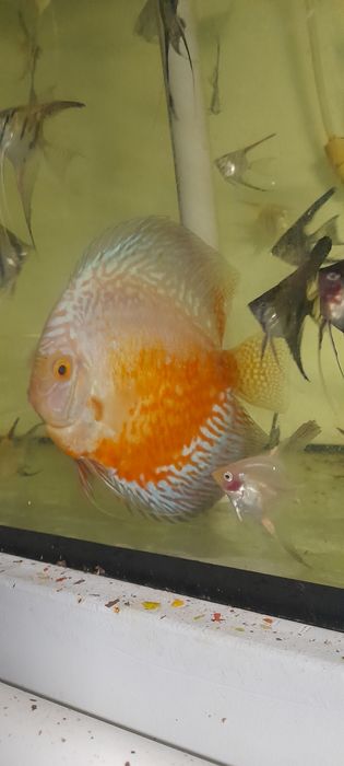 Paletka Pigeon Red white  14cm samiec . Wysyłka