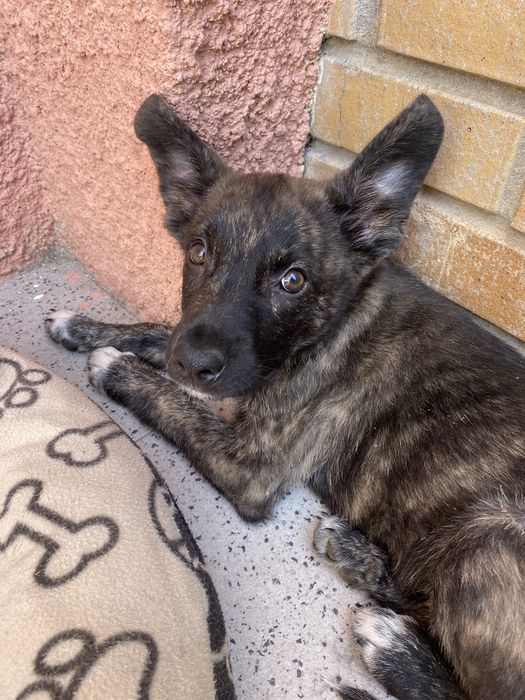 Cachorro bebé para adoção responsavel