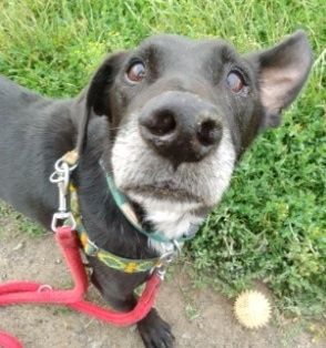 Agent szuka swojego domku