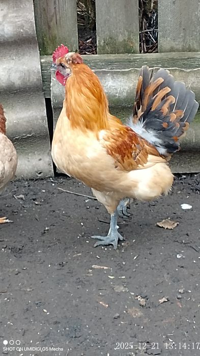 Молодий блондин півник