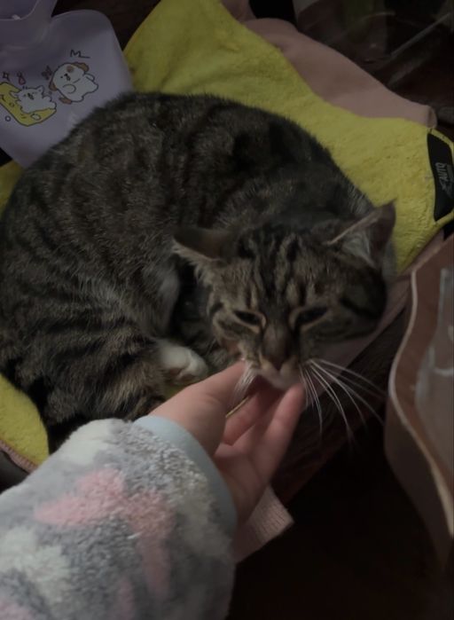 Кошка девочка молодая