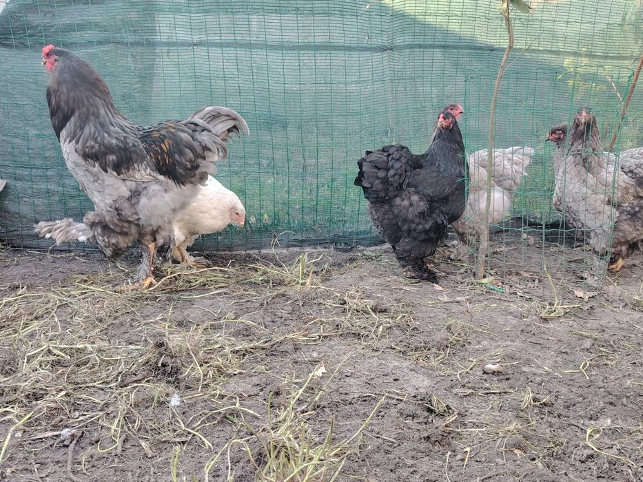 Vende-se Brahmas com 11 meses:Buff, Azul, Splash, Preta.