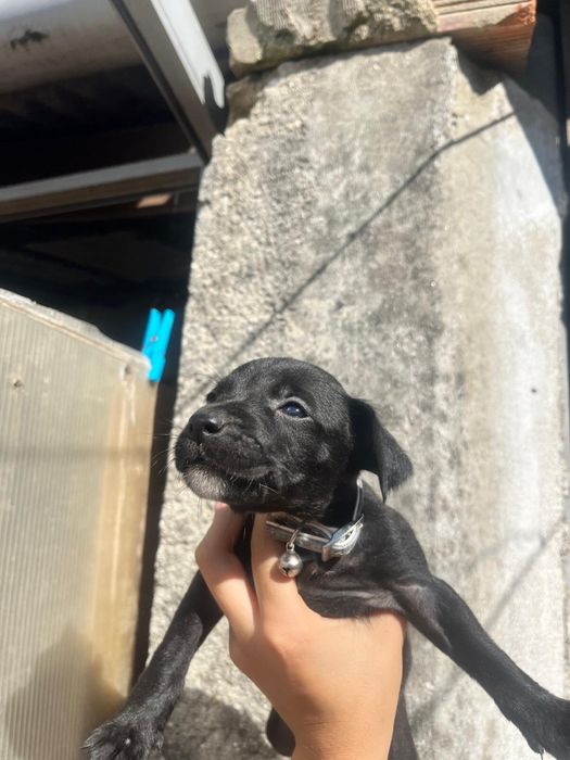 Cães Para Adoção