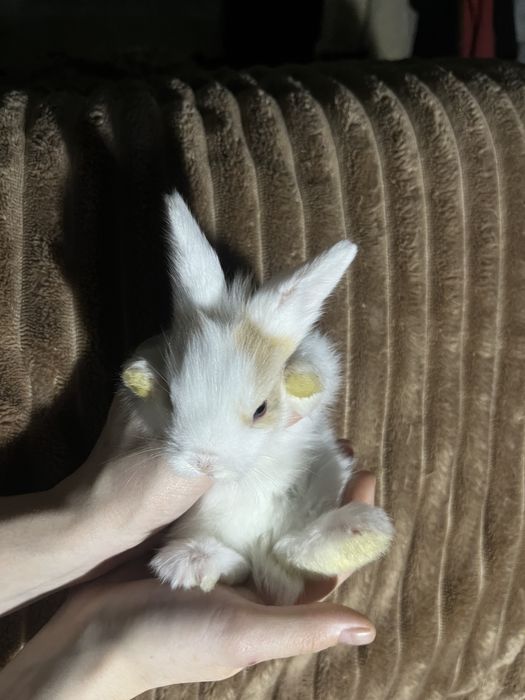 Продам дуже красивих карликових кроликів