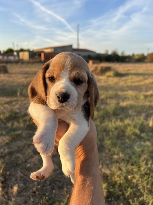 Cachorro Beagle com Lop